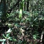 Dendrobium deplanchei Elinympäristö