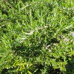 Salvia jordanii Leaf