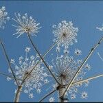 Heracleum mantegazzianum Frutto