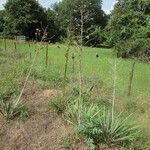 Yucca arkansana Hábito