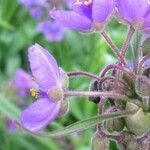 Tradescantia gigantea Flor