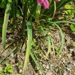 Allium oreophilum Hoja