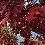 Quercus palustris Feuille