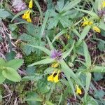 Melampyrum subalpinum Листок