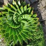 Aloe polyphylla Blad