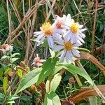 Symphyotrichum × salignum Blüte