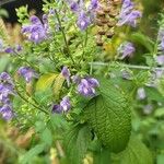 Scutellaria incana Blatt