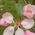 Malus angustifolia ফুল