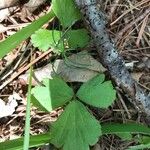 Coptis trifolia Hábito