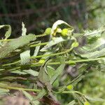 Piriqueta cistoides 整株植物