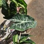 Alocasia longiloba Лист