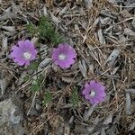 Malva punctata Flower