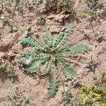 Launaea capitata Habit