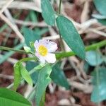 Oxalis barrelieri Flor