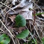 Pyrola chlorantha Foglia