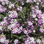 Junellia patagonica