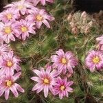 Mammillaria tepexicensis Flower