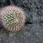 Gymnocalycium saglionis Bark