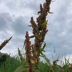 Rumex longifolius Hábito