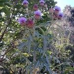 Cynara cardunculus ശീലം