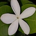 Carissa macrocarpa Flor
