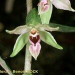 Epipactis leptochila Other