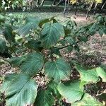 Acer capillipes Лист