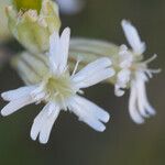 Silene douglasii Цвят