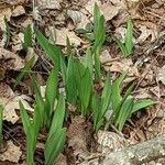 Allium tricoccum Feuille