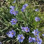 Sisyrinchium langloisii Flower