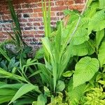 Crocosmia paniculata برگ