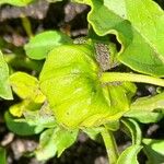 Physalis viscosa Frucht