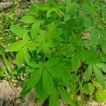 Tarenaya spinosa Leaf