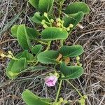 Ipomoea pes-caprae Leaf