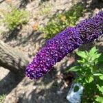 Buddleja japonicaफूल