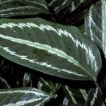 Calathea picturata Lehti