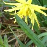 Narcissus minor Flower