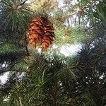 Pseudotsuga menziesii Gyümölcs