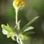 Hymenocarpos circinnatus Flower