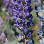 Lupinus leucophyllus Flor