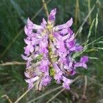 Betonica officinalisFlower