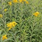 Solidago gigantea Habitus