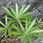 Breonadia salicina Leaf