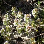 Thymus embergeri Hábito