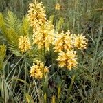 Platanthera ciliaris Tervik taim