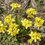 Draba aizoides Blomst