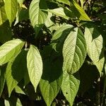 Acalypha diversifolia Hoja