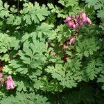 Dicentra eximia Habitus