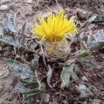 Centaurea toletana Flower