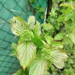 Cornus sanguineaLeaf